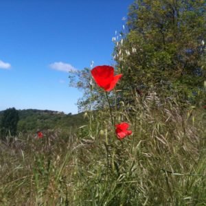 Breus Exercicis Espirituals. (Del 21 al 24 d'agost de 2025) "Cercar Déu de veritat? Reflexions inspirades en la Regla de sant Benet", per Anna Ragon, oblata benedictina de Montserrat